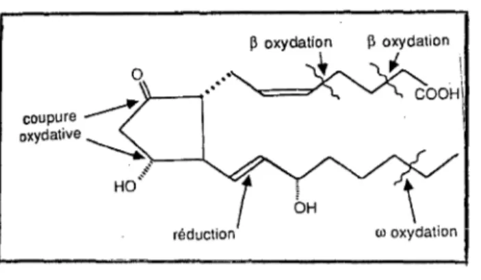 Figure  7  :  Sites  et  modes  de  dégradation  des  prostaglandines,  d'après  ( 110)