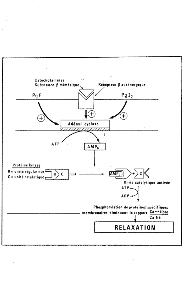 Figure  11  :  Mode  d'action  de  certaines  substances 