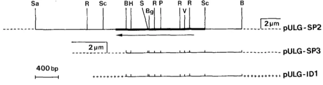 Fig.  1.  Plasmids used  in  this  study: pULG-SP2  (3,6 kb  Sau3A  fragment inserted at  the  YEp13  BamHI  site;  one BamHI  site is re-  generated), pULG-SP3  (2 kb  BamHI  fragment in YEp13)  and  pULG-ID1  (2 kb  BamHI  frag-  ment  in pUC19)_  The  s