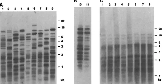 Fig. 1. Hypevariable polymorphic patterns detected in human DNA with wild-type M13 DN probe