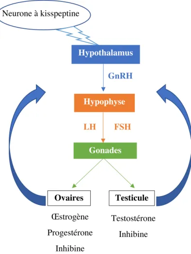 Figure 1 : Schéma de l'axe hypothalamo-hypophyso-gonadique.   