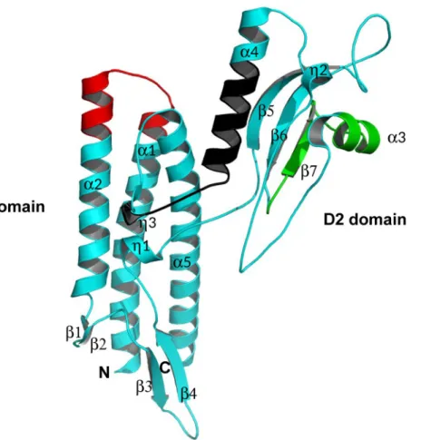 Fig 6. Domain organization and 3D crystal structure of FliC Bp . Schematic secondary structure ribbon representation of the crystal structure of FliC Bp 