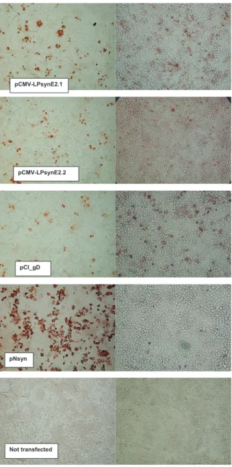Figure 2. Localisation of recombinant proteins in transfected COS7 cells. COS cells in 24-well plates were transfected with plasmid constructs expressing E2 from BVDV-1b (pCMV-LPsynE2.1), E2 from BVDV-2 (pCMV-LPsynE2.2), surface protein gD from BoHV1 (pCI_