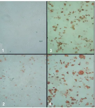 Figure 1. Transient expression of BVDV E2 glycoproteins in Cos7 cells. Cos7 cells were transfected with the following plasmid DNA and stained with polyspecific anti-BVDV calf antiserum DSV229/2 by the IPMA method