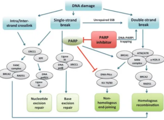 Figure 24. Mécanisme de réparation de l’ADN et inhibiteurs de PARP (91). 