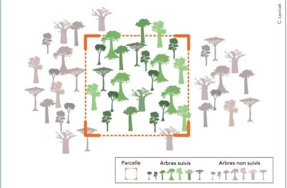 Figure 5. Illustration d’une parcelle. Les différentes formes et couleurs des arbres suivis représentent  différentes espèces.