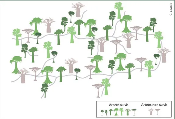 Figure 6. Illustration d’un sentier reliant les arbres suivis, appartenant à différentes espèces.