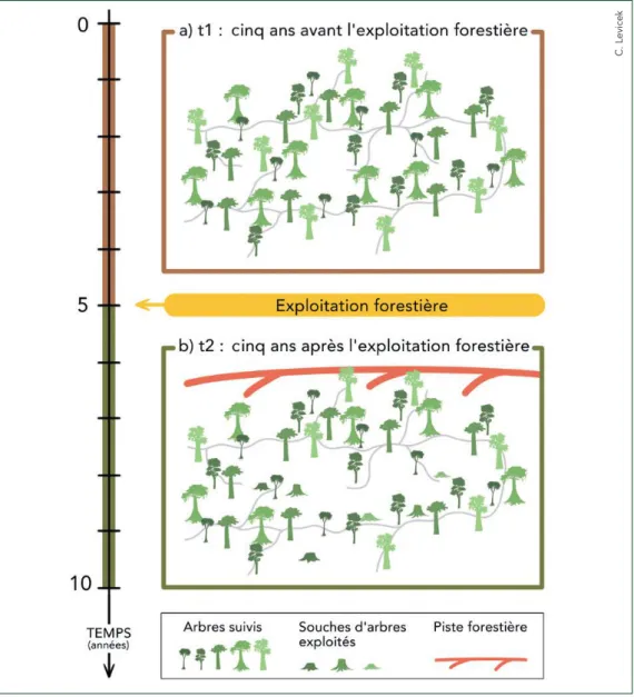 Figure 7. Représentation d’un sentier unique. En (a) le schéma du sentier suivi avant exploitation  et en (b) le schéma du même sentier suivi après passage de l’exploitation.