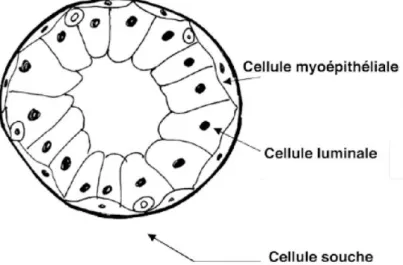 Figure 3 : Histologie du tissu mammaire normal 