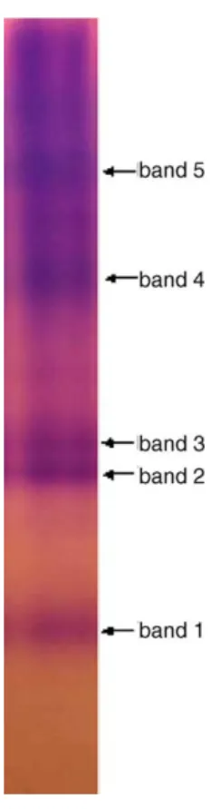 Fig. 1. Native PAGE of xylanases from Bacillus subtilis. The crude enzyme solution (0.1 mL) was electrophoresed at pH 8.3 on a 10% acrylamide gel and stained with Coommassie Brilliant Blue G-250