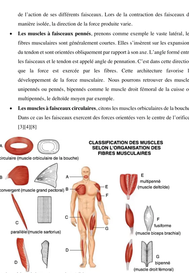 Figure 1 : Classification des muscles selon l’organisation des fibres musculaires 