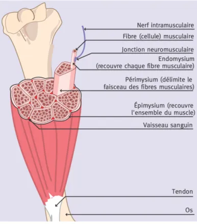 Figure 2 : Structure du muscle squelettique 