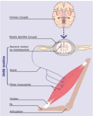Figure 3 : L’innervation motrice des muscles 