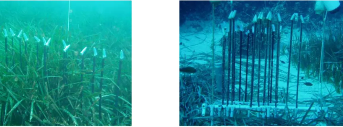 Fig. 7 : A gauche : Feuilles artificielles placées dans l’herbier du port de STARESO. A droite : vue générale  d’un ensemble de feuilles artificielles immergées