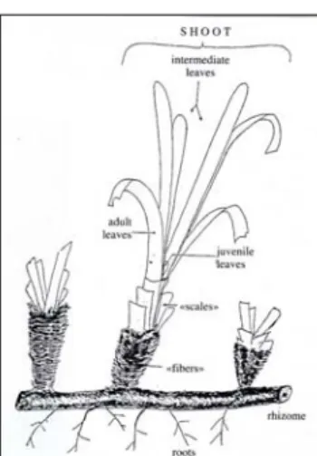 Fig. 1 : Représentation schématique d’un faisceau, d’un rhizome et de racines de P. oceanica (d’après Cinelli et  al., 1995)