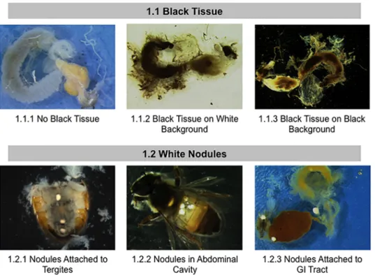 Fig 1. Normal and abnormal observed tissues in whole body of healthy bees and bees taken from CCD colonies