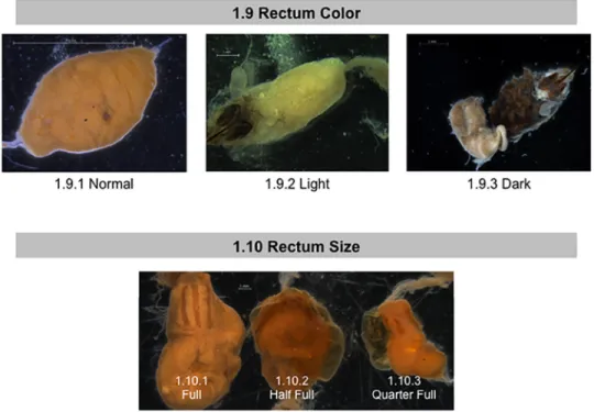 Fig 5. Normal and abnormal observed rectums of healthy bees and bees taken from CCD colonies.