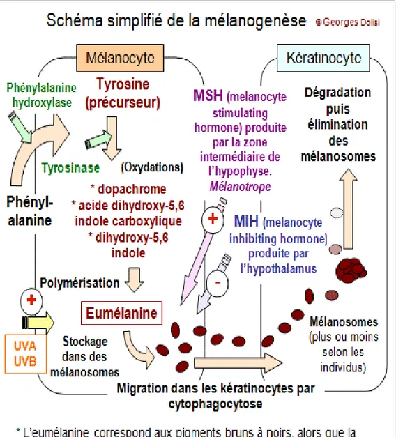 Figure 7 : Schéma simplifié de la mélanogenèse 