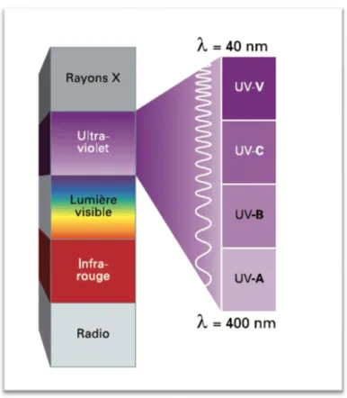 Figure 10 : Répartition des UV dans le spectre électromagnétique [16] 
