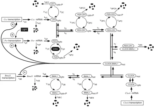 Fig. 3.4 The Leloup-Goldbeter model accounts for several regulatory processes identified in cir- cir-cadian rhythms of mammals (Figure is modified, with permission, from [16]