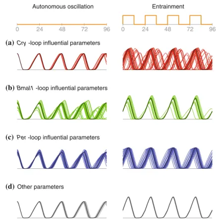 Fig. 3.8 Steady-state behaviors for the nominal model and different finite (nonlocal) parameter perturbations are illustrated by time-plots of the state variable M P under constant  environmen-tal conditions (autonomous oscillation, left) and periodic envi