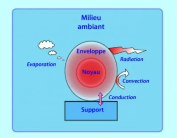 Figure  1 :  Les  différentes  modalités  d’échanges  thermiques  entre le milieu ambiant et l’organisme  