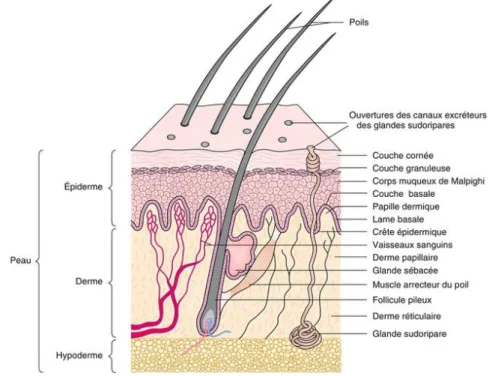 Figure 1: Coupe histologique de la peau 