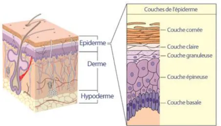 Figure 2: Les différents constituants de l'épiderme (3) 