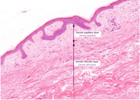 Figure 4: Les deux couches constituant le derme (12) 