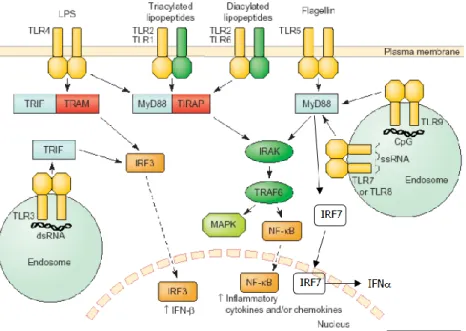 Tableau 2: Expression des TLRs dans les cellules cutanée (48)  Kératinocytes  Cellules de  Langerhans  Mastocytes  Cellules  dendritiques  TLR-1  +  +  +  +  TLR-2  +  +  +  +  TLR-3  +  -  +  +  TLR-4  -  + /-  +  -  TLR-5  +  -  +  +  TLR-6  -  -  +  +  