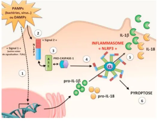 Figure 13: Activation de l'inflammasome NLRP3 (51) 