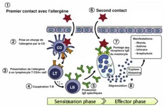 Figure 17: Mécanisme de l’allergie retardée (66) Allergènes Allergènes 