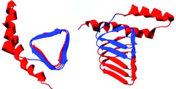 Figure  2 : Modèle  3D de  la PrPsc  mettant en évidence  la formation d’une  hélice  par apposition de  structures  β parallèles  (d’après Wille et al., 2002)