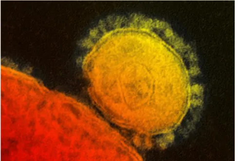 Figure 7 : Coronavirus du syndrome respiratoire du Moyen-Orient (MERS-CoV) © NIAID                       (microscopie électronique) (site de l’INSERM France) 