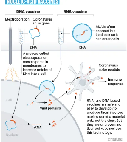 Figure 11 : mode de fonctionnement des vaccins à ADN et à ARN messager (Nature : 580, 576-577  (2020) : The race for coronavirus vaccines: a graphical guide) 