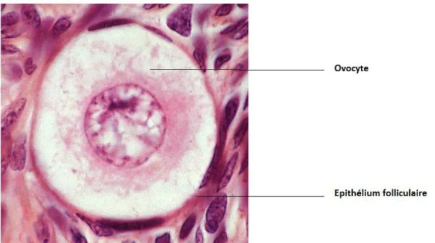 Figure 4 : Follicule Primordiale(11) 