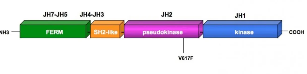 Figure 8 : La localisation de la mutation V617F dans la protéine JAK2. (32) 