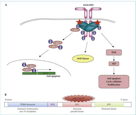 Figure 9B : La voie de signalisation JAK2/STAT5 en situation physiologique et dans le cas de la  maladie de Vaquez