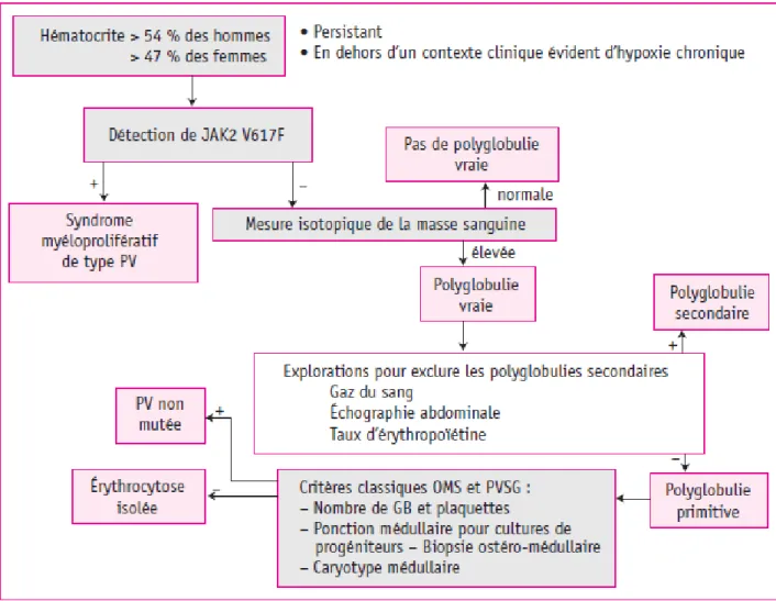 Figure 11B : Algorithme décisionnel d’une polyglobulie. (50) 