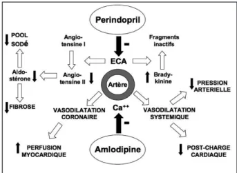 Figure 1. Illustration des effets complémentaires du perindopril et de l’amlo- l’amlo-dipine dans le traitement de l’hypertension artérielle et de l’insuffisance  coro-naire
