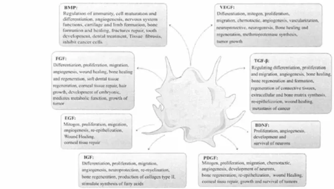 Figure 2 : Différents types et fonctions des facteurs de croissance plaquettaires (2) 