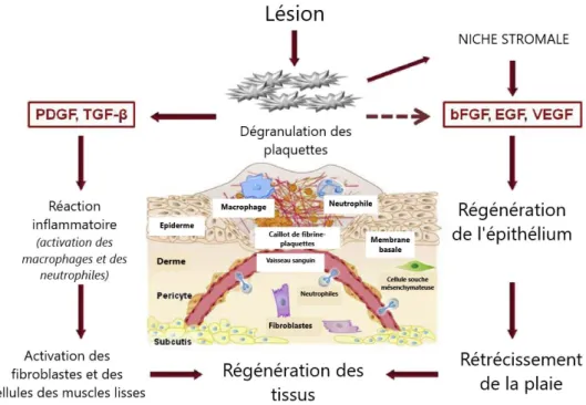 Figure 3 : Rôle des facteurs de croissance dérivés de plaquettes dans la cicatrisation (9) 