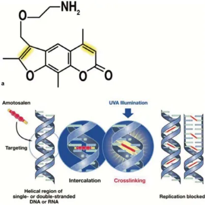 Figure 5  : Méthode INTERCEPT  . a. Structure de l’amotosalène  b. Mécanisme d’action de l’amotosalène (38) 