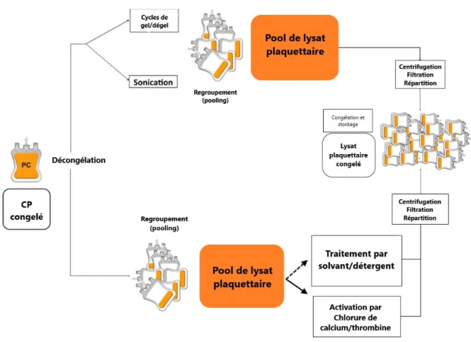 Figure 6 : Mode de préparation du lysat plaquettaire humain (Human Platelet Lysate ou HPL) (45)   