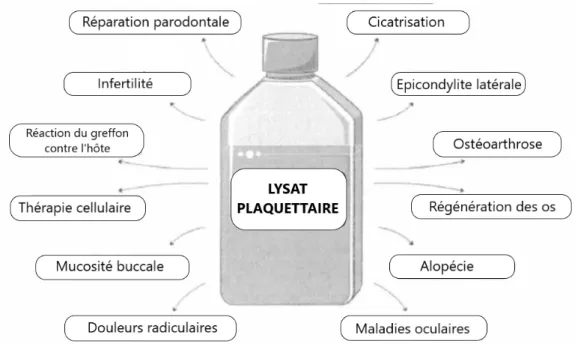 Figure 8 : Applications cliniques potentielles du lysat plaquettaire en médecine régénérative et thérapie  cellulaire (2) 