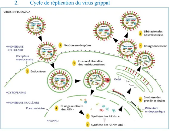 Figure 11 : Cycle cellulaire de réplication du virus de la grippe (43) 