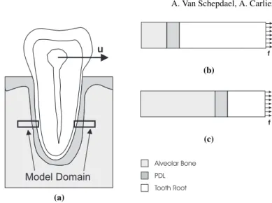 Fig. 6: Schematic representation of the model domain. (a) The model domain con- con-sists of two rectangular parts that are located on the left and the right side of the tooth root