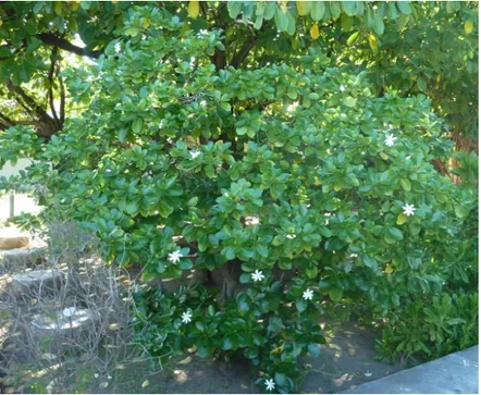 Figure 14 : Gardenia taitensis  (image personnelle)