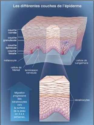 Figure 2 : Composition de l'épiderme (1) 