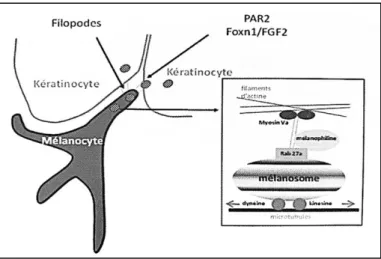Figure 4 : Transport des mélanosomes  aux kératinocytes (5) 